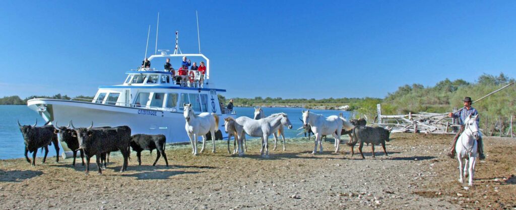 Promenade en bateau en Camargue taureaux sauvage photos