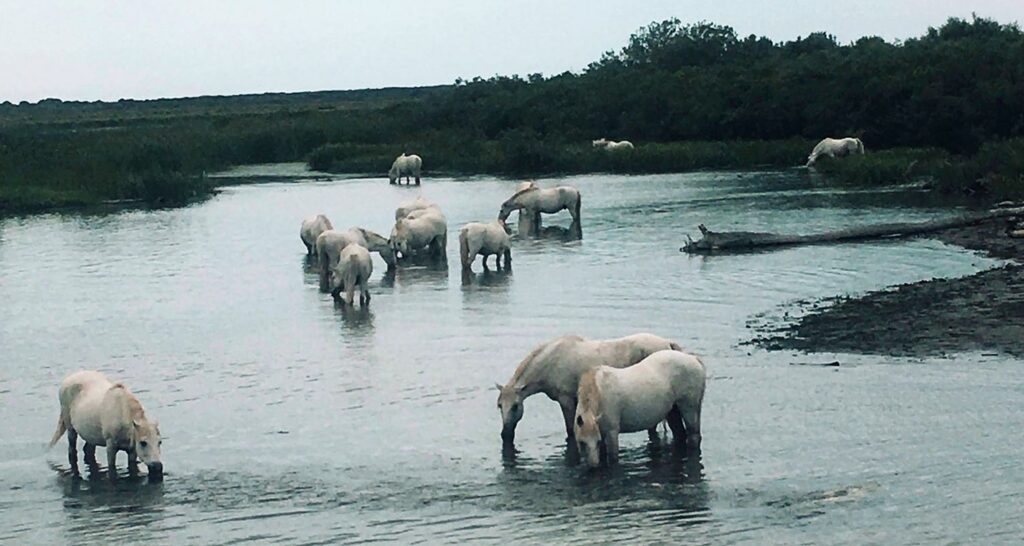 Promenade en bateau en Camargue photos chevaux